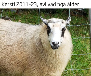 Kersti 2024.jpg